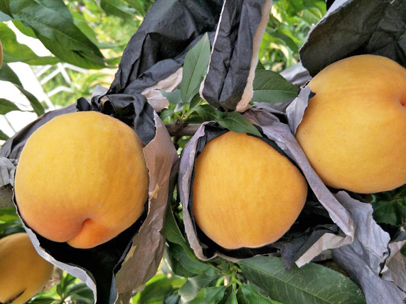 桃苗在冬季于塑料大棚或溫室內進行育苗